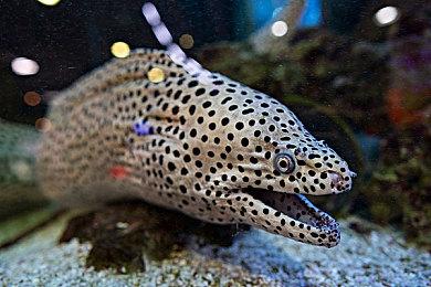 《战地6》封闭武器模式争议继续 DICE坚持开放武器